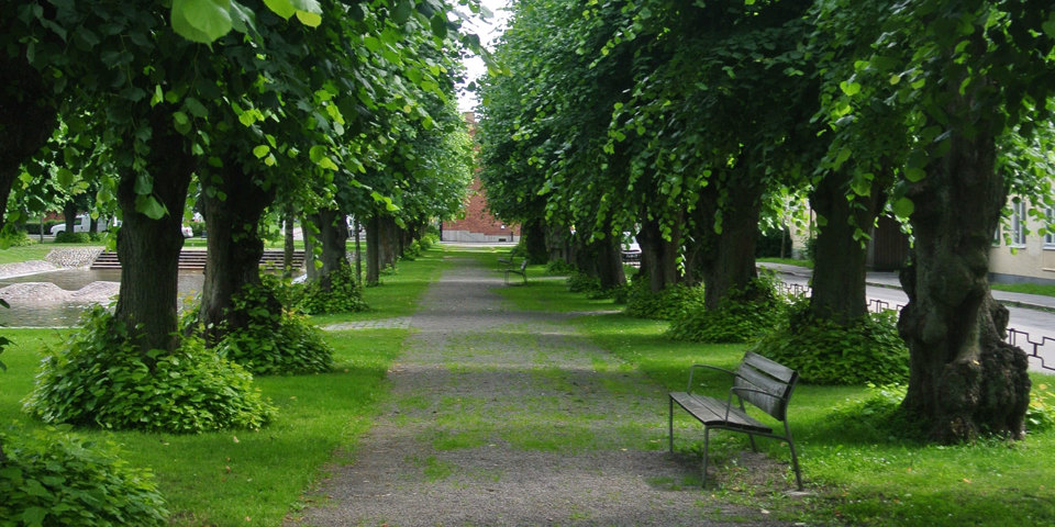 Allé med stora lindar. Gångväg mellan träden. Parkbänk  i förgrunden. Till vänster skymtar en plaskdamm.  Foto